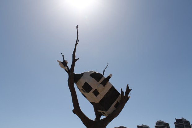 Cow in a tree with sun flare