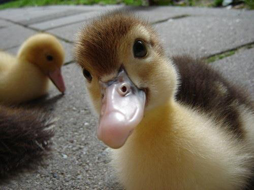 duck